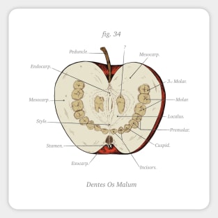 The Magnus Archives - Anatomy Class - Teeth Apple Sticker